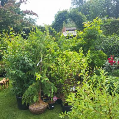 C:\fakepath\427067461 275738192056289 1901359359370009131 n