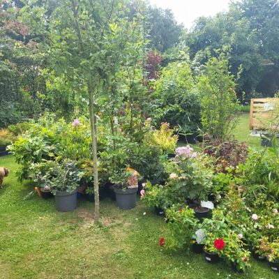 C:\fakepath\427124957 1121635359273709 224933126316332890 n