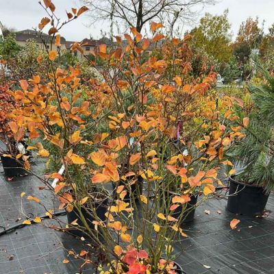 C:\fakepath\474593455 1134145105336319 350582451472577140 n