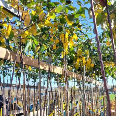 C:\fakepath\474862343 1134145505336279 6948406653649278580 n