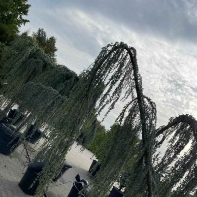 C:\fakepath\474909399 1134145082002988 1943338730257377809 n