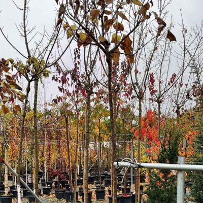 C:\fakepath\474929121 1134145145336315 4545585109904041761 n