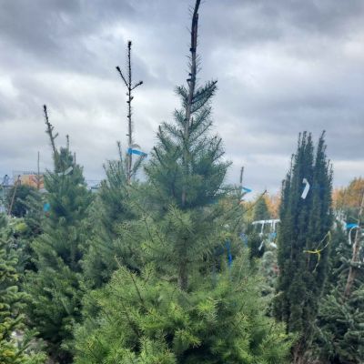 C:\fakepath\475359360 1134145238669639 9160155468608466394 n