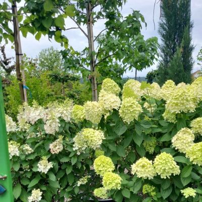 C:\fakepath\475364695 1134145508669612 3120720201755437423 n