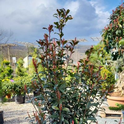 C:\fakepath\475378772 1134145448669618 1026237028095297040 n