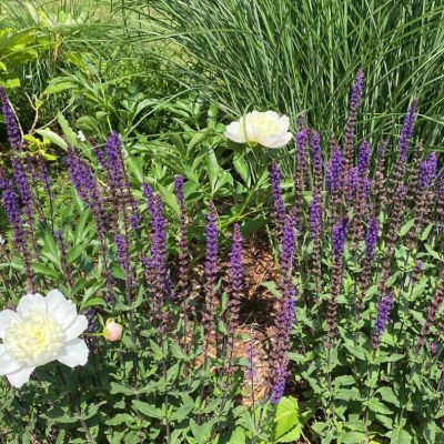 C:\fakepath\Oliv (5)