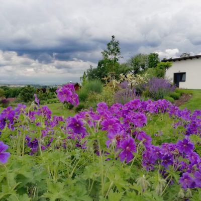 C:\fakepath\received 733478620722738