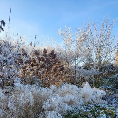 C:\fakepath\Oliv (14)