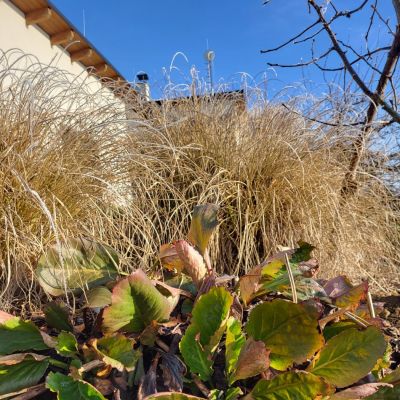 C:\fakepath\20241227 131022