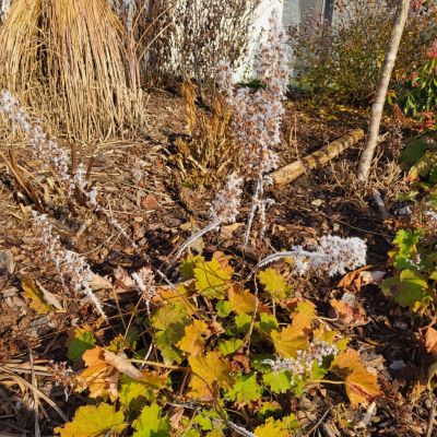 C:\fakepath\20241227 131045