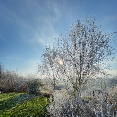 C:\fakepath\Oliv (11)