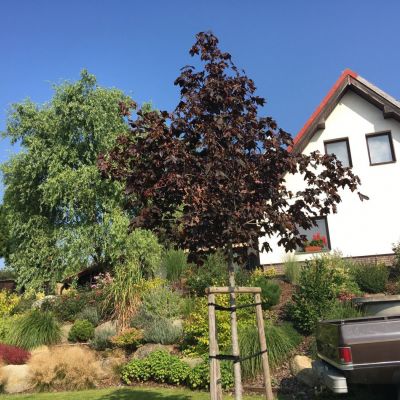 C:\fakepath\Oliv (17)