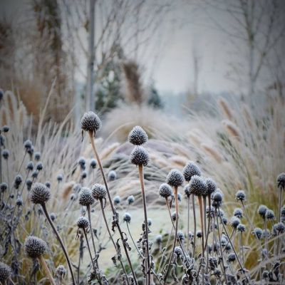 C:\fakepath\29543323 2128583043824160 326078830932716923 n