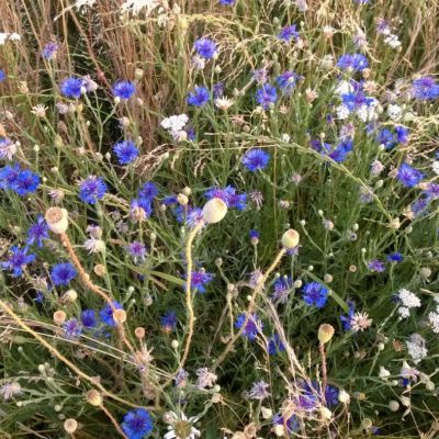 C:\fakepath\IMG 20170901 WA0003