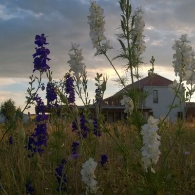 C:\fakepath\IMG 20170901 WA0002